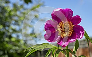 Wild peony Paeonia anomala against the background of green trees