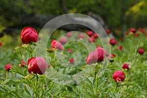 Wild peony (Paeonia peregrina romanica) in a forest nearby the Enisala fortress in Dobrogea.