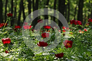 Wild peony (Paeonia peregrina romanica) in a forest nearby the Enisala fortress in Dobrogea.