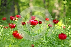 Wild peony (Paeonia peregrina romanica) in a forest nearby the Enisala fortress in Dobrogea.