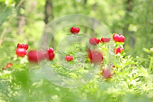 Wild peony (Paeonia peregrina romanica) in a forest nearby the Enisala fortress in Dobrogea.