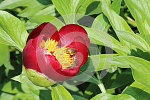 Wild peony with picking bees