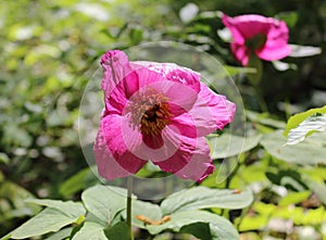 Wild peony in spring forest closeup