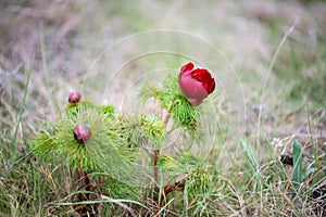 Wild peony is thin-leaved (Paeonia tenuifolia), in its natural environment. Bright decorative flower