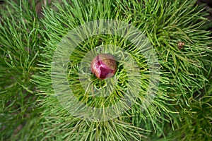 Wild peony is thin-leaved (Paeonia tenuifolia), in its natural environment. Bright decorative flower