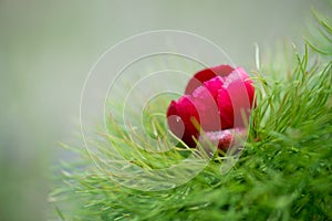 Wild peony is thin-leaved (Paeonia tenuifolia), in its natural environment. Bright decorative flower