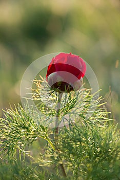 Wild peony is thin-leaved Paeonia tenuifolia, in its natural environment. Bright decorative flower, popular in garden landscape