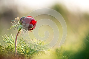 Wild peony is thin-leaved Paeonia tenuifolia, in its natural environment. Bright decorative flower, popular in garden landscape