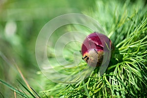 Wild peony is thin-leaved Paeonia tenuifolia, in its natural environment. Bright decorative flower, popular in garden landscape