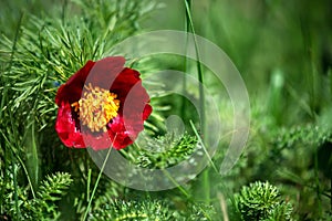 Wild peony is thin-leaved Paeonia tenuifolia, in its natural environment. Bright decorative flower, popular in garden landscape