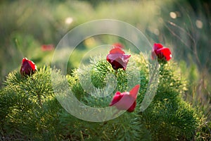 Wild peony is thin-leaved Paeonia tenuifolia, in its natural environment. Bright decorative flower, popular in garden landscape