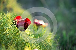 Wild peony is thin-leaved Paeonia tenuifolia, in its natural environment. Bright decorative flower, popular in garden landscape