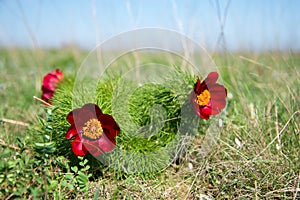 Wild peony is thin-leaved Paeonia tenuifolia, in its natural environment. Bright decorative flower, popular in garden landscape