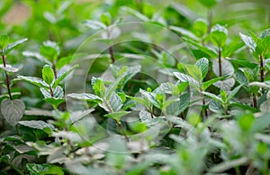 Wild Peppermint (Mentha piperita, also known as Mentha balsamea Wild) grown at greenhouse