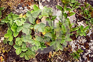 wild Peppermint and wood strawberry plant growing on a stony ground