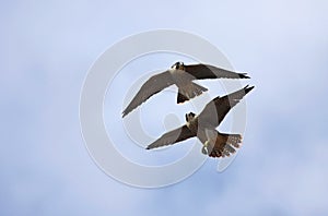 Wild Peregrine Falcons Flying