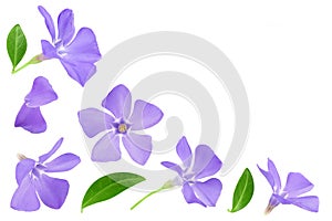 wild periwinkle flowers isolated on white background. Top view with copy space for your text. Flat lay.