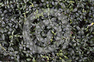 Wild periwinkle leaves texture, dark floral background
