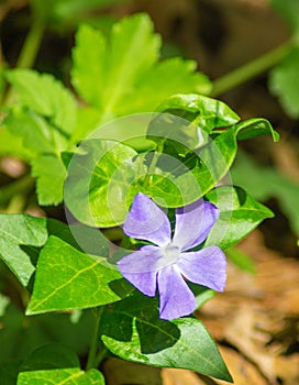 Wild Periwinkle, Vinca Minor