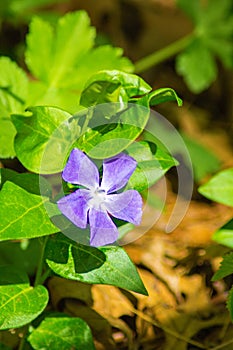 Wild Periwinkle, Vinca Minor