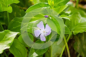 Wild Periwinkle, Vinca Minor