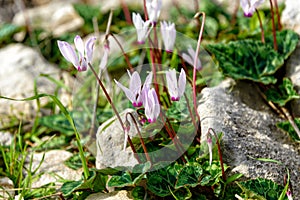 Wild Persian cyclamen Cyclamen persicum flower. Cyprus