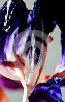 Wild petals and stem of dry faded tulip form vibrant macro composition.