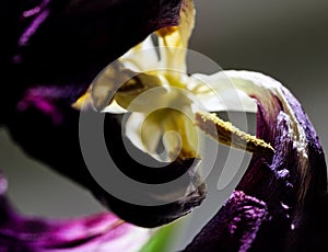 Wild petals and stem of dry faded tulip form vibrant macro composition.