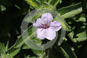 `Wild Petunia` flower - Ruellia Humilis