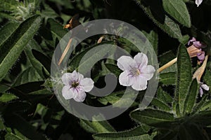 `Wild Petunia` flower - Ruellia Humilis
