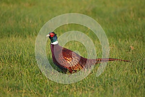 Wild pheasant