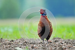 Wild pheasant