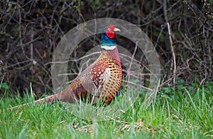 Wild pheasant