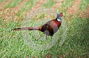 Wild pheasant (Phasianus colchicus)