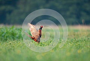 Wild pheasant, standing in a field with it`s wings spread out