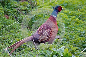 Wild pheasant walking in a forest in South England