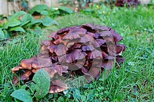 Wild Physalacriaceae fungus in long grass. Selective focus