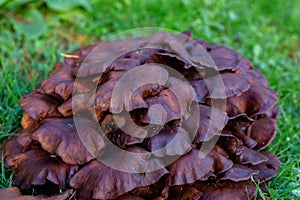 Wild Physalacriaceae fungus in long grass. Selective focus