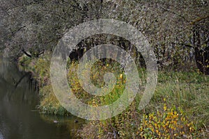 Wild picturesque forest on the banks of the river. Ducks in the grass. The branches of the trees bent over