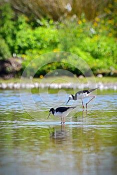 Wild Pied Stilt Poaka at Travis Wetland Nature Heritage Park in New Zealand