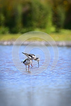 Wild Pied Stilt Poaka at Travis Wetland Nature Heritage Park in New Zealand