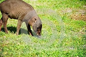 Wild pig