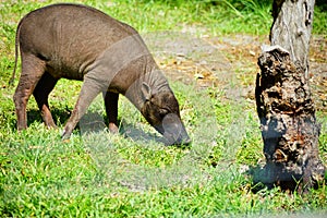 Wild pig