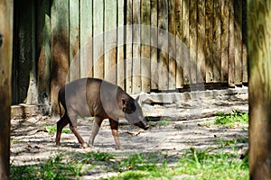 Wild pig