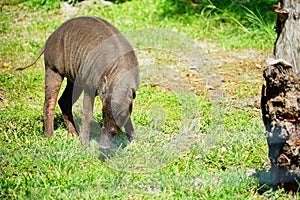 Wild pig