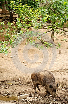 Wild pig