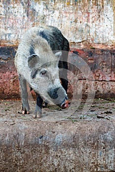 Wild pig