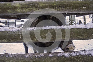 Wild pig behind wooden fence, Sus scrofa