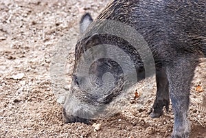 Wild pig, boar...