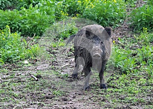 Wild pig or boar